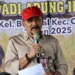Panen Padi Apung di Banjarbaru, Wujudkan Ketahanan Pangan dan Kesejahteraan Petani
