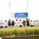 Inovasi Padi Apung Tunjukkan Hasil   Menggembirakan, Kalsel Gelar Syukuran Panen Padi Apung di Desa Siang Gantung‎
