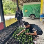 DPKP Kalsel Pantau Kesiapan Penyemaian Bibit Cabai