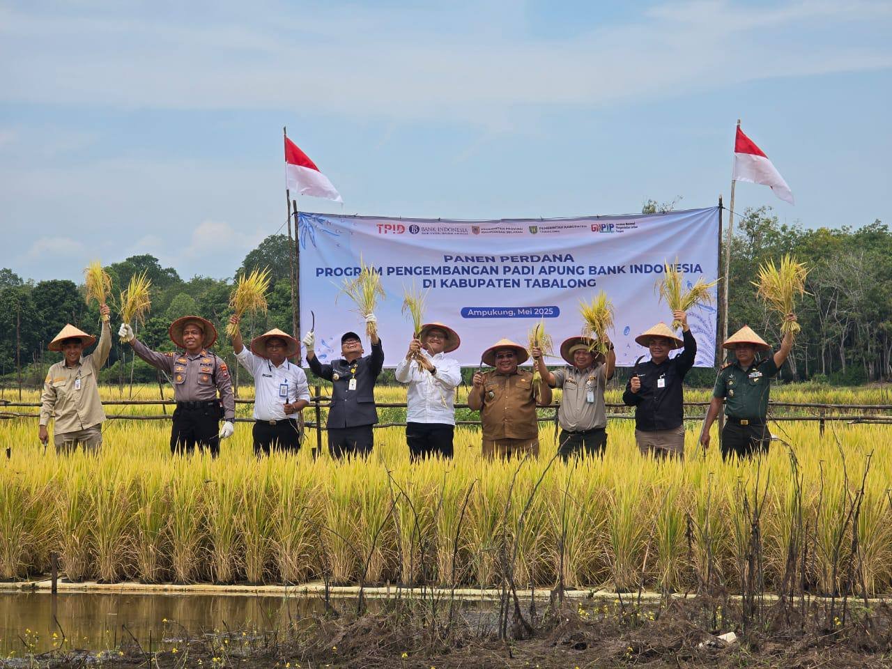 Panen Padi Apung Perdana di Ampukung, Inovasi Pertanian Rawa yang Menjanjikan
