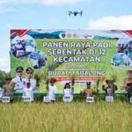 Panen Raya Padi di Tabalong, Sinergi Pemerintah dan Petani Mewujudkan Ketahanan Pangan