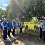 Kembangkan Potensi Eks Kimtrans, Pemprov Kalsel Bagikan Bantuan 7 Ekor Sapi Unggul‎