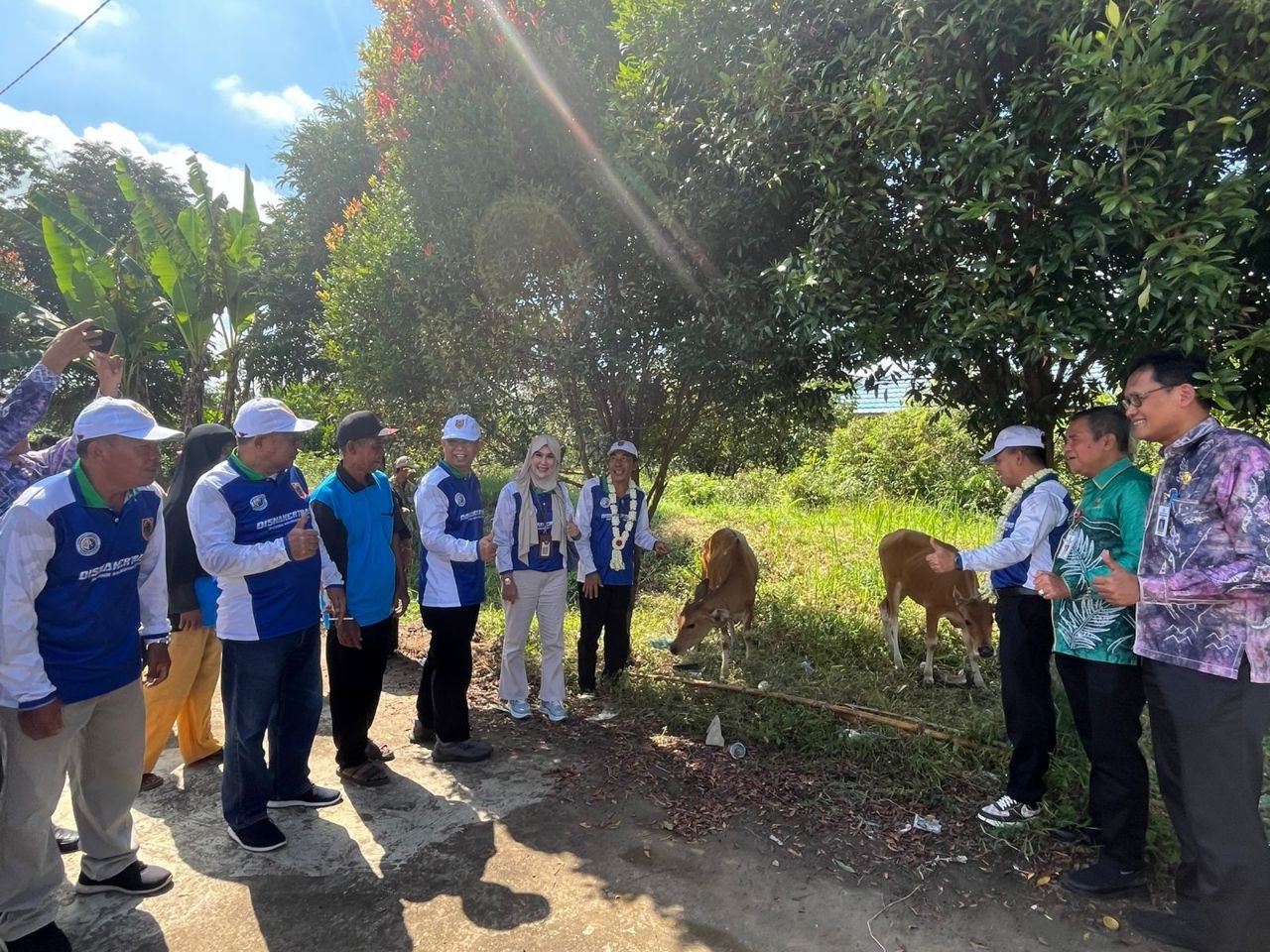 Kembangkan Potensi Eks Kimtrans, Pemprov Kalsel Bagikan Bantuan 7 Ekor Sapi Unggul‎