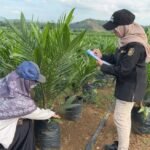 Dukung Pembangunan Kelapa Sawit Berkelanjutan, BPSBP Kalsel Kawal Penyediaan Benih Unggul Bersertifikat dan Berlabel