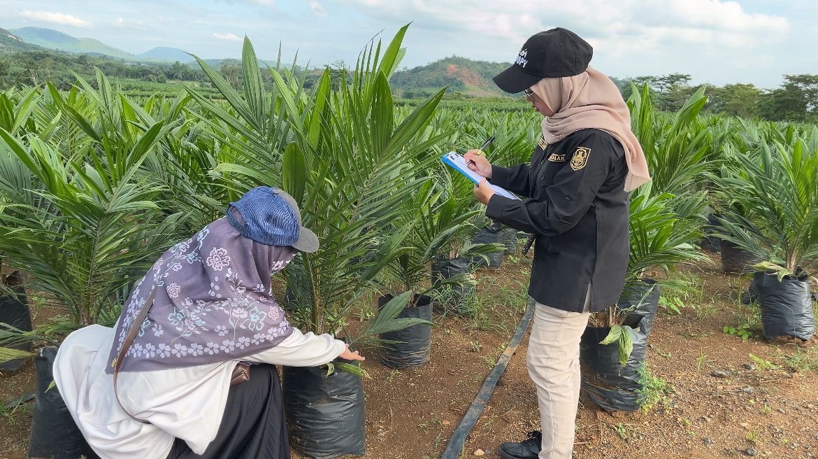 Dukung Pembangunan Kelapa Sawit Berkelanjutan, BPSBP Kalsel Kawal Penyediaan Benih Unggul Bersertifikat dan Berlabel