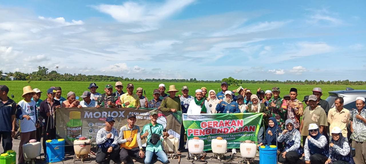  Cegah Serangan Hama, BPTPH Kalsel Intensifkan Penyuluhan dan Pengawasan pada Musim Kemarau 