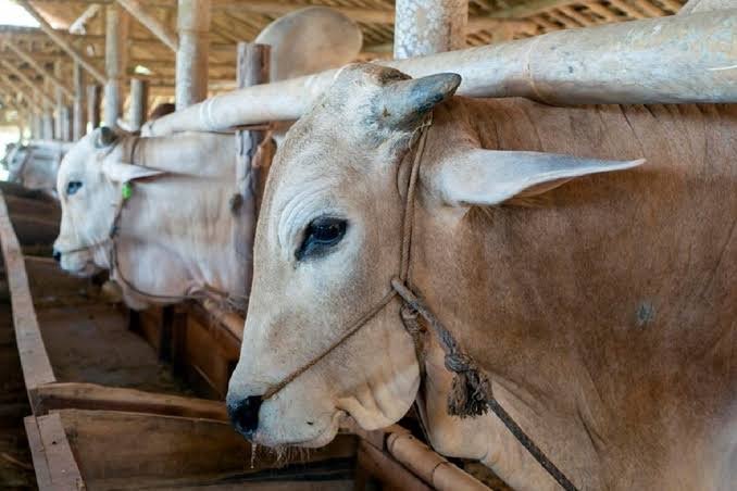 DLH Kalsel Imbau Masyarakat Kurangi Penggunaan Kantong Plastik Sekali Pakai Dalam Pembagian Hewan Kurban