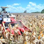 Panen Raya Jagung Seluas 344 Ribu Hektare, Presiden Prabowo Tegaskan Indonesia Siap Jadi Lumbung Pangan Dunia