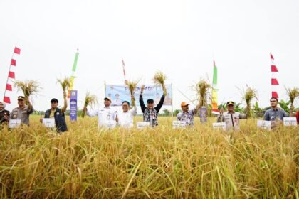 Panen Padi di Cempaka, Bukti Kemandirian Pangan di Kalimantan Selatan