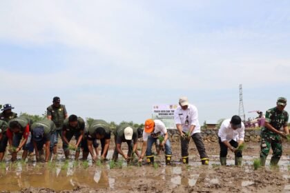 Kalsel Panen Raya dan Tanam Padi Di Batola, Produksi Padi Naik Jadi 1,3 Juta Ton