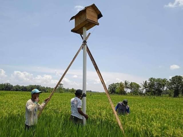 Pencegahan Hama Tikus, BPTPH Kalsel Sarankan Rumah Burung Hantu Sebagai Solusi Ramah Lingkungan