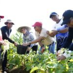 Panen Perdana Bukit Merangkul, DPKP Kalsel Gaungkan Semangat Ketahanan Pangan