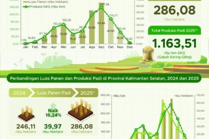 Luas Panen Puncak Padi di Kalsel Capai 65,44 Ribu Hektare