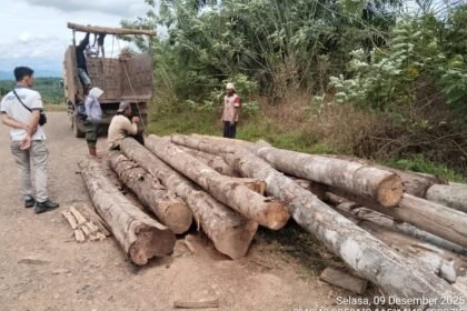 KPH Tanah Laut Amankan Puluhan Batang Kayu Hasil Penebangan Ilegal