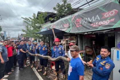 Satpol PP dan Damkar Kalsel Imbau Warga Waspada Bahaya Ular di Musim Hujan