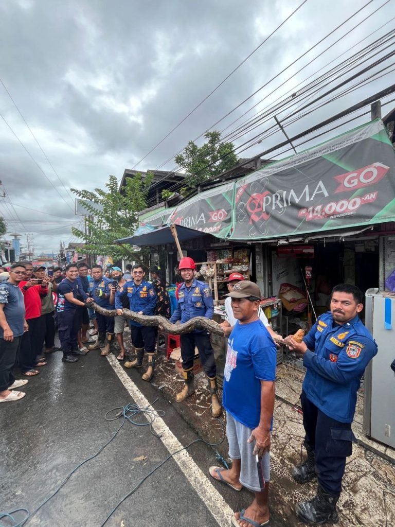 Satpol PP dan Damkar Kalsel Imbau Warga Waspada Bahaya Ular di Musim Hujan