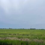 Disdag Kalsel Apresiasi Panen Raya di Batola, Perkuat Optimisme Swasembada Beras