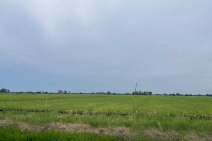 Disdag Kalsel Apresiasi Panen Raya di Batola, Perkuat Optimisme Swasembada Beras