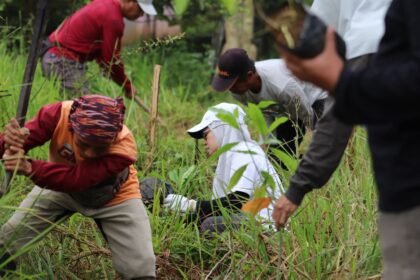 Komitmen Provinsi Hijau, Dishut Kalsel Lakukan Penanaman 300 Pohon Bintaro