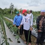 Gerakan Tanam Cabai dan Bawang Merah, Kalsel Perkuat Stabilitas Pangan dan Kendali Inflasi