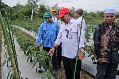 Gerakan Tanam Cabai dan Bawang Merah, Kalsel Perkuat Stabilitas Pangan dan Kendali Inflasi