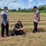 Program Hortikultura 2026, DPKP Kalsel Fokus Komoditas Pengendali Inflasi