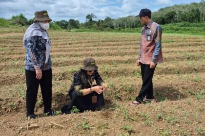 Program Hortikultura 2026, DPKP Kalsel Fokus Komoditas Pengendali Inflasi