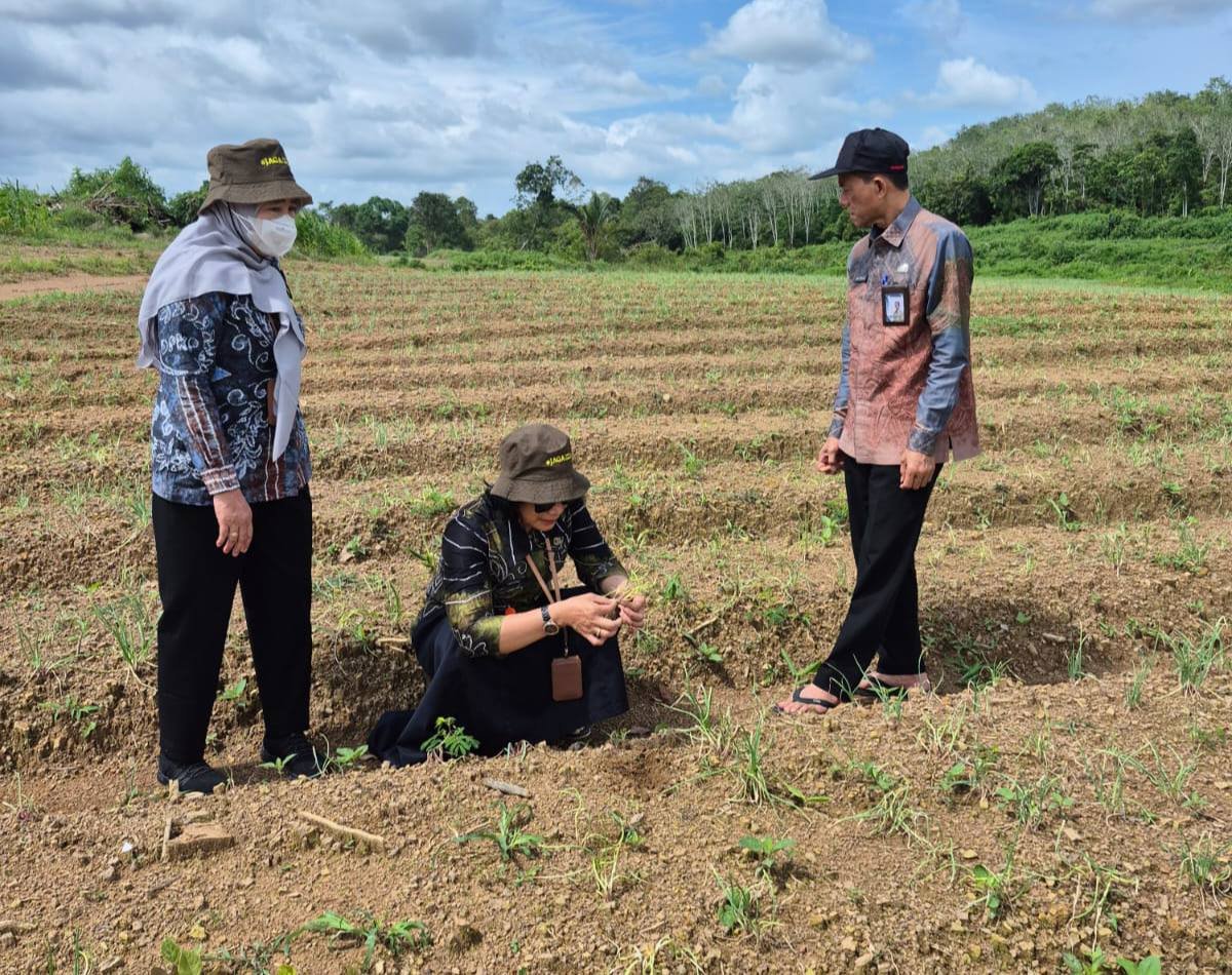 Program Hortikultura 2026, DPKP Kalsel Fokus Komoditas Pengendali Inflasi