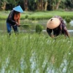Pemprov Kalsel Kolaborasi dengan Kabupaten Pulihkan Lahan Pertanian Pasca Banjir