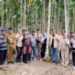 Perkuat Program BioCF, Dishut Kalsel Pelajari Pinang Betara Varietas Unggul Nasional