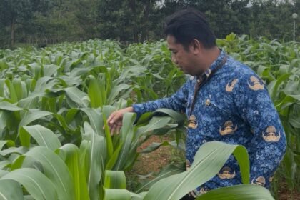 Optimalkan Lahan Kantor, Dinas PMD Kalsel Kembangkan Kebun Tanaman Pangan untuk Ketahanan Keluarga