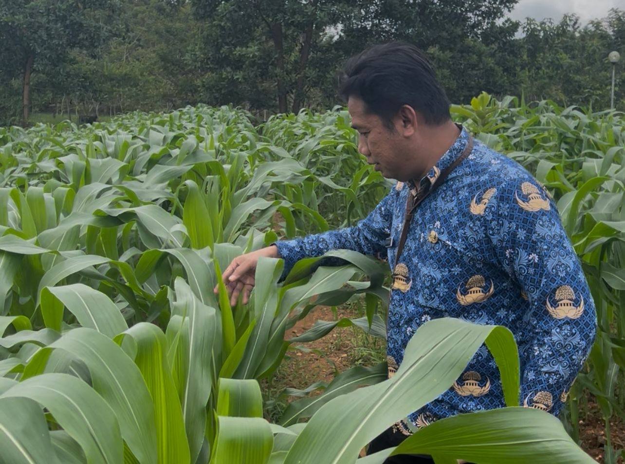 Optimalkan Lahan Kantor, Dinas PMD Kalsel Kembangkan Kebun Tanaman Pangan untuk Ketahanan Keluarga