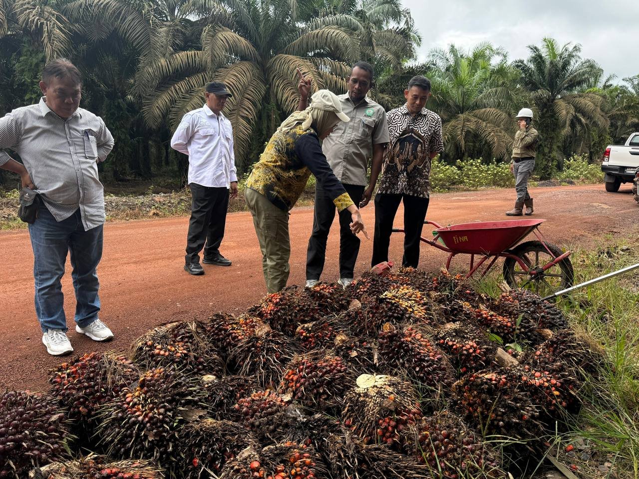 Percepat Pembangunan Sektor Pertenakan dan Perkebunan, Disbunnak Kalsel Perkuat Ketahanan Pangan dan Energi Daerah
