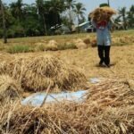 Perkuat Ketahanan Pangan, Kalsel Prioritaskan Rehabilitasi dan Bangun Lumbung Pangan di Sentra Produksi