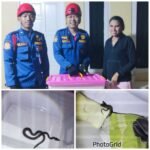 Satpol PP dan Damkar Kalsel Catat Peningkatan Penanganan Kebakaran dan Penyelamatan 2025