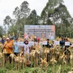 Panen Perdana Jagung Hibrida Bukit Merangkul, DPKP Kalsel Perkuat Ketahanan Pangan