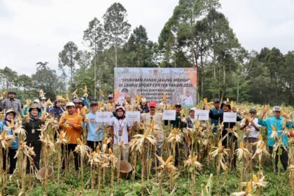 Panen Perdana Jagung Hibrida Bukit Merangkul, DPKP Kalsel Perkuat Ketahanan Pangan
