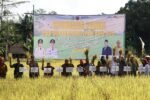 Panen Padi Biofortifikasi di Karang Intan, Pemprov Kalsel Tingkatkan Ketahanan Pangan dan Perbaikan Gizi Masyarakat