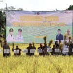 Panen Padi Biofortifikasi di Karang Intan, Pemprov Kalsel Tingkatkan Ketahanan Pangan dan Perbaikan Gizi Masyarakat