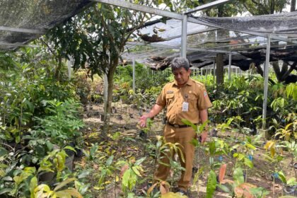 BBTPH Kembangkan Buah Khas Lokal Kalsel Melalui Inovasi Pembenihan