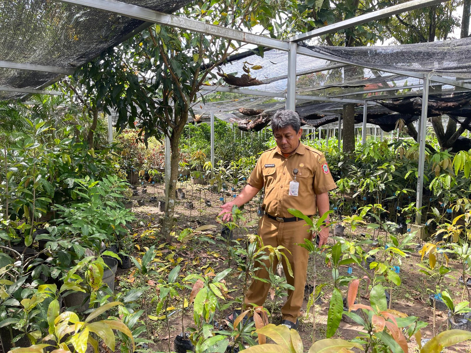 BBTPH Kembangkan Buah Khas Lokal Kalsel Melalui Inovasi Pembenihan