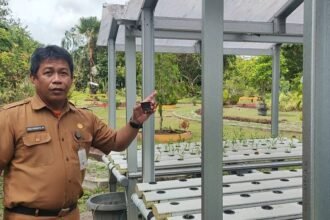 BBTPH Kalsel Kembangkan Inovasi Hidroponik untuk Pembenihan Cabai dan Tomat