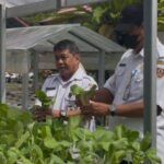 BBTPH Kalsel Panen Sayuran Hidroponik, Bagikan Gratis untuk Warga dan Karyawan