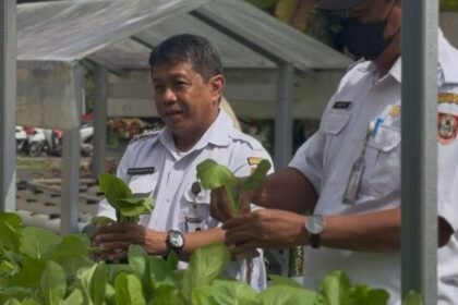 BBTPH Kalsel Panen Sayuran Hidroponik, Bagikan Gratis untuk Warga dan Karyawan