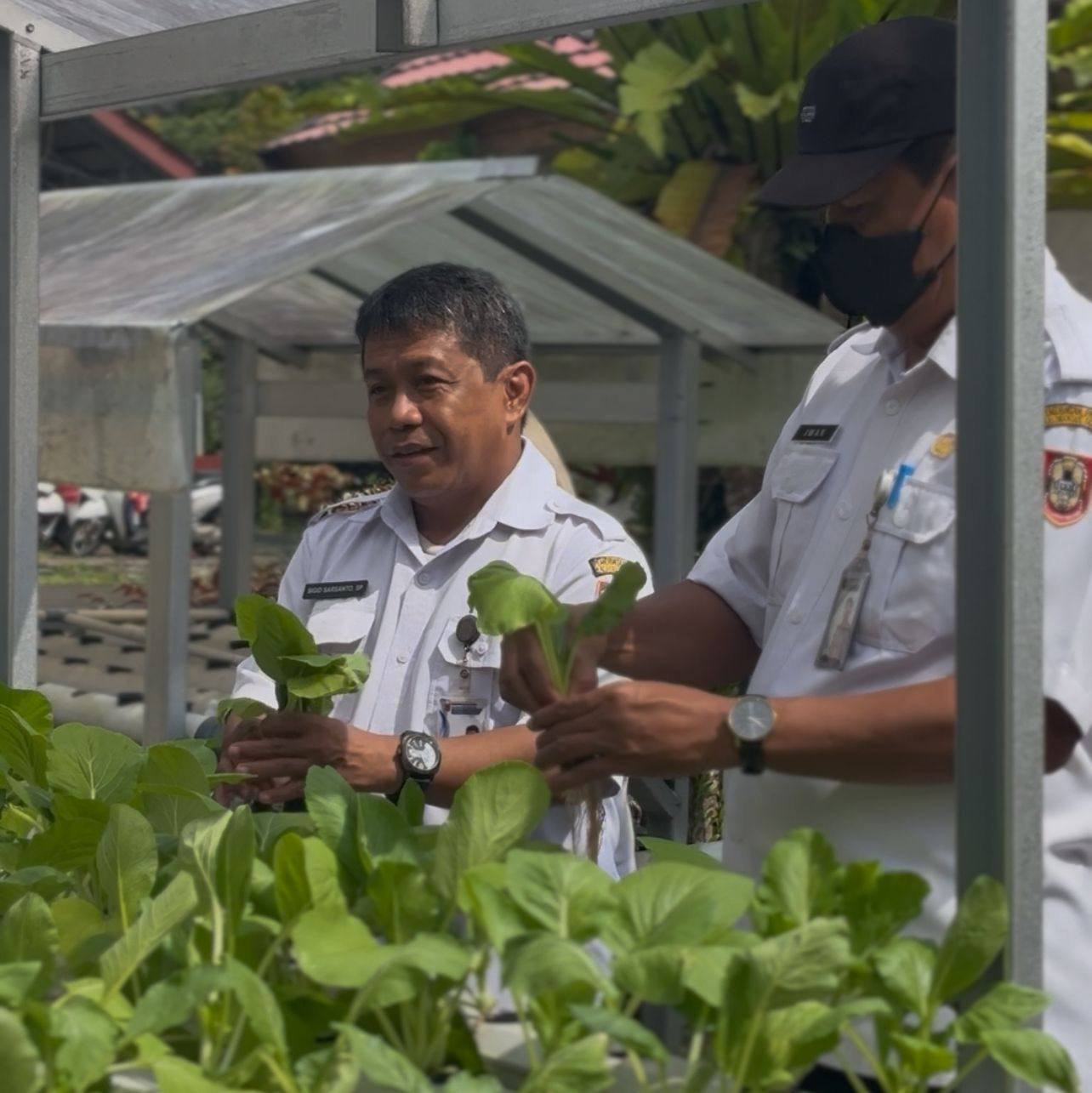 BBTPH Kalsel Panen Sayuran Hidroponik, Bagikan Gratis untuk Warga dan Karyawan