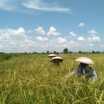 Pemprov Kalsel Perkuat Perlindungan Petani Lewat Program Asuransi Usaha Tani Padi