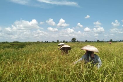 Pemprov Kalsel Perkuat Perlindungan Petani Lewat Program Asuransi Usaha Tani Padi