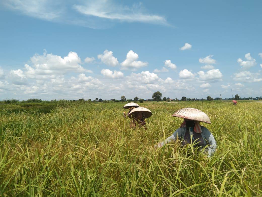 Pemprov Kalsel Perkuat Perlindungan Petani Lewat Program Asuransi Usaha Tani Padi