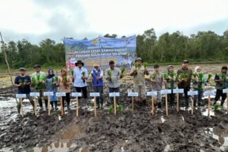 Gerakan Tanam Padi di Sungai Tabuk, DPKP Kalsel Dukung Percepatan Swasembada Pangan