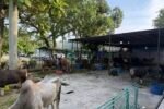 Disbunnak Kalsel Pastikan Ketersediaan dan Kesehatan Hewan Kurban